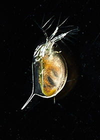 ПНД Ф Т 14.1:2:3:4.10-04, 16.1:2:2.2:2.3:3.7-04