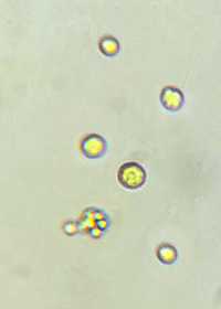 ПНД Ф Т 14.1:2:3:4.10-04, 16.1:2:2.2:2.3:3.7-04